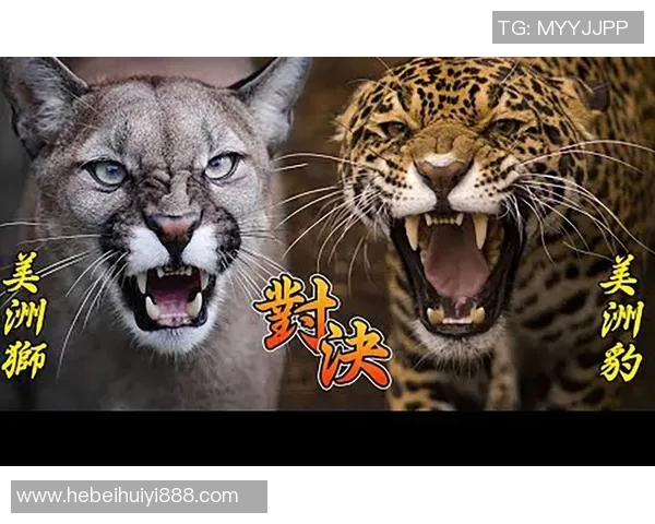 阿特拉斯与美洲狮2019年精彩对决回顾与分析